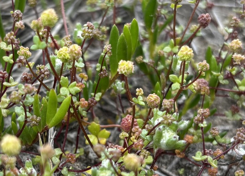 Hydrocotyle capillaris photo 5