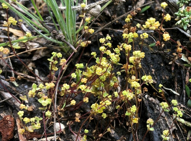 Hydrocotyle capillaris photo 6