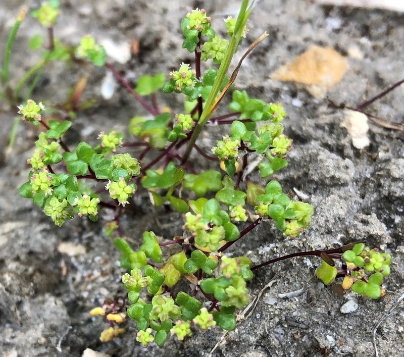 Hydrocotyle capillaris photo 7