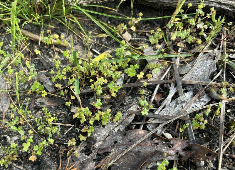 Hydrocotyle capillaris photo 8