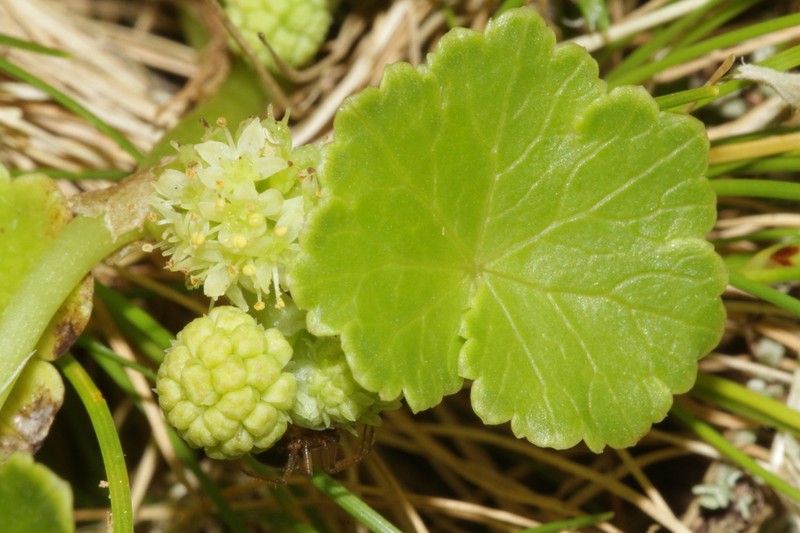 Hydrocotyle capitata