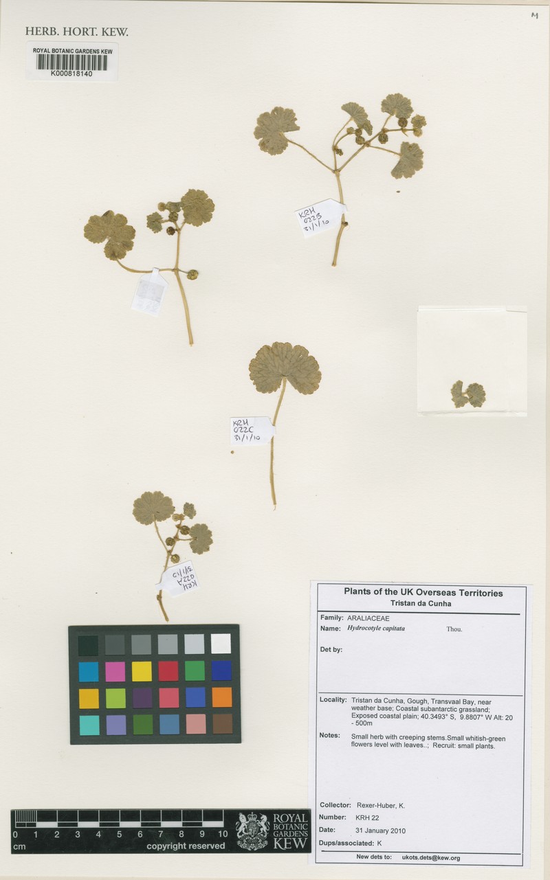 Hydrocotyle capitata photo 3