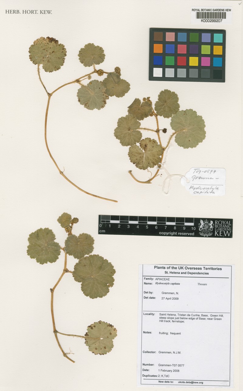 Hydrocotyle capitata photo 4