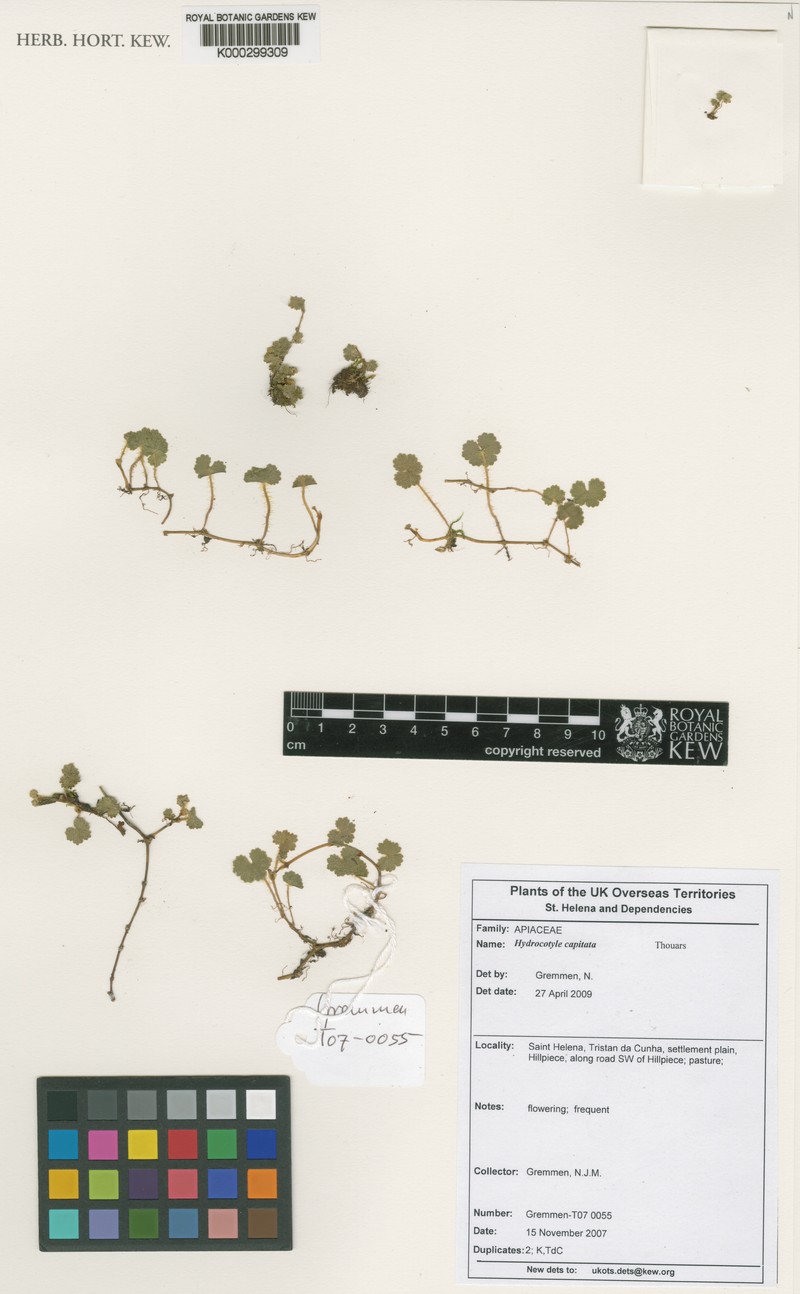 Hydrocotyle capitata photo 5