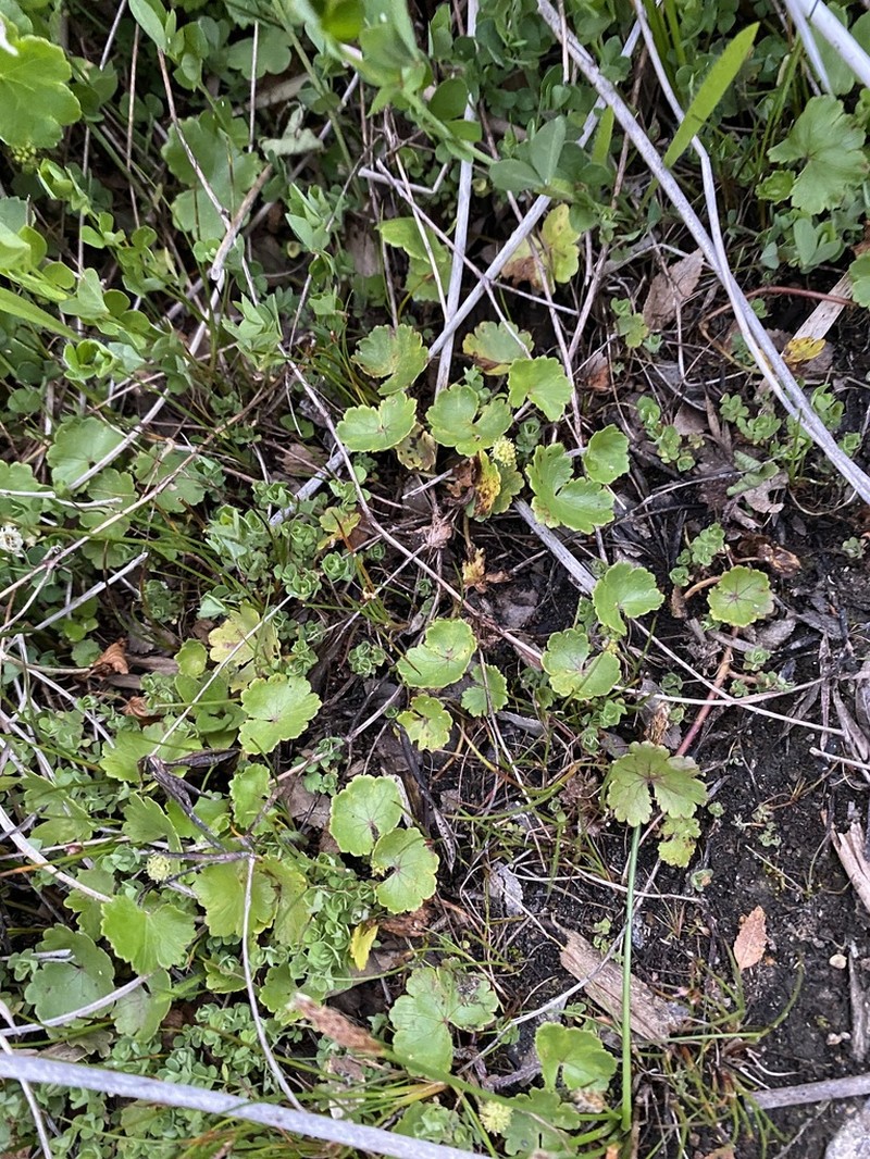 Hydrocotyle chamaemorus