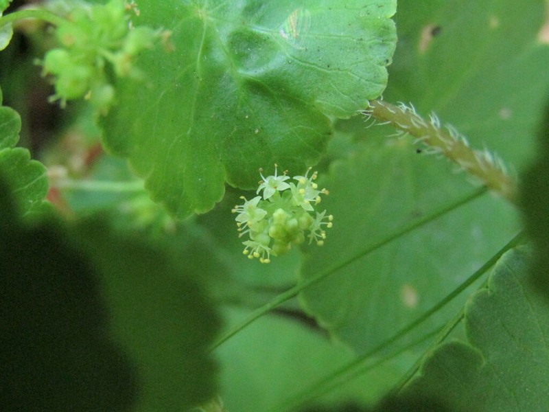 Hydrocotyle chamaemorus photo 2