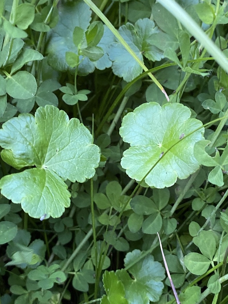 Hydrocotyle chamaemorus photo 3
