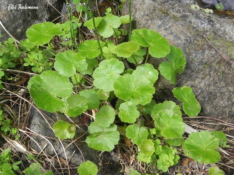 Hydrocotyle chamaemorus photo 4