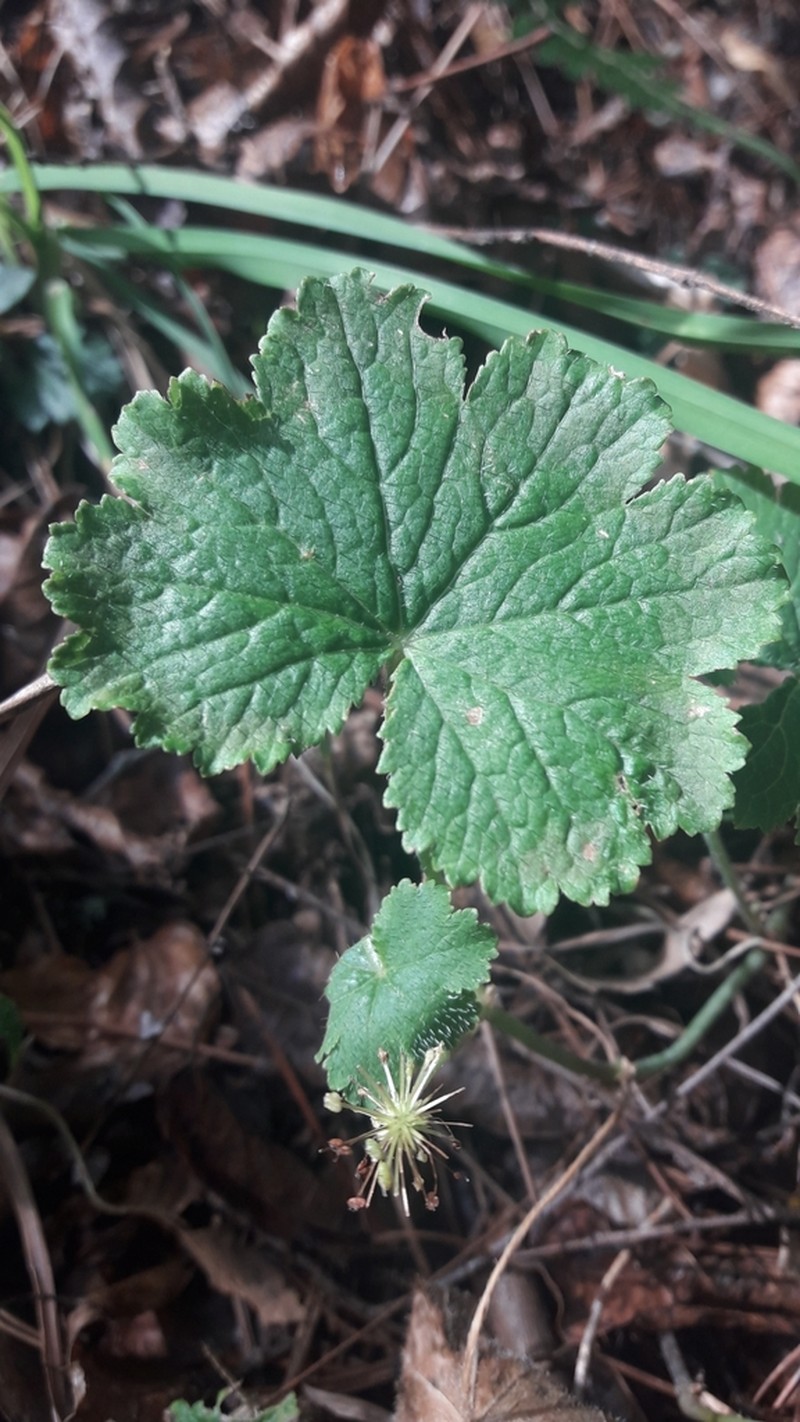 Hydrocotyle chamaemorus photo 5