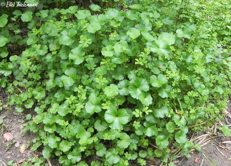 Hydrocotyle chamaemorus photo 6
