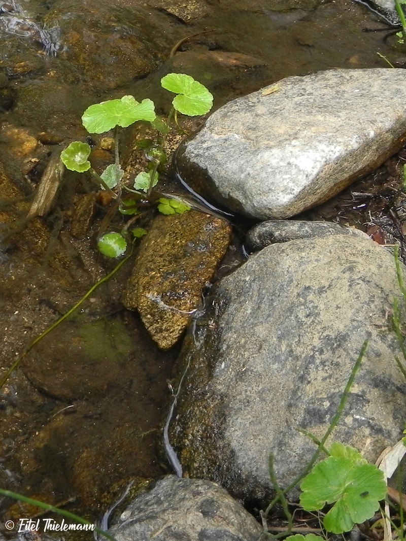 Hydrocotyle chamaemorus photo 7