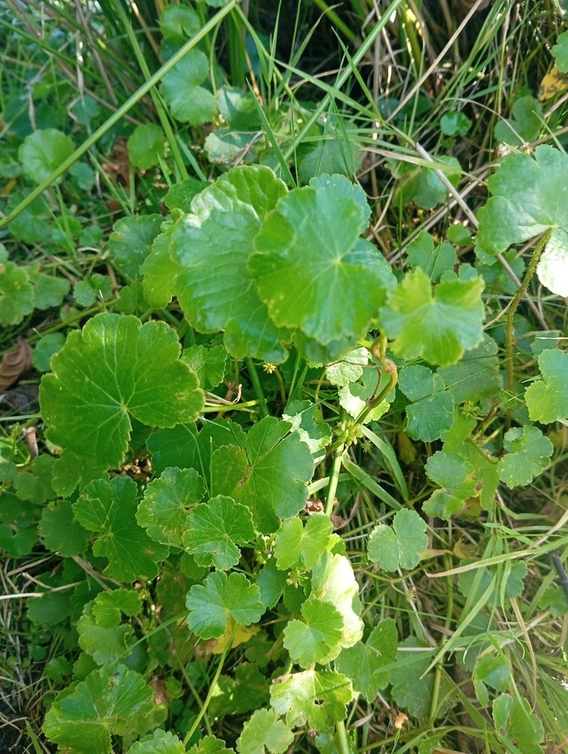 Hydrocotyle chamaemorus photo 8