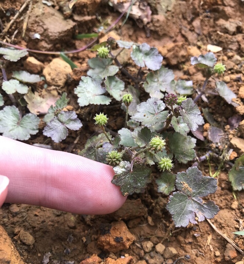 Hydrocotyle chevalieri