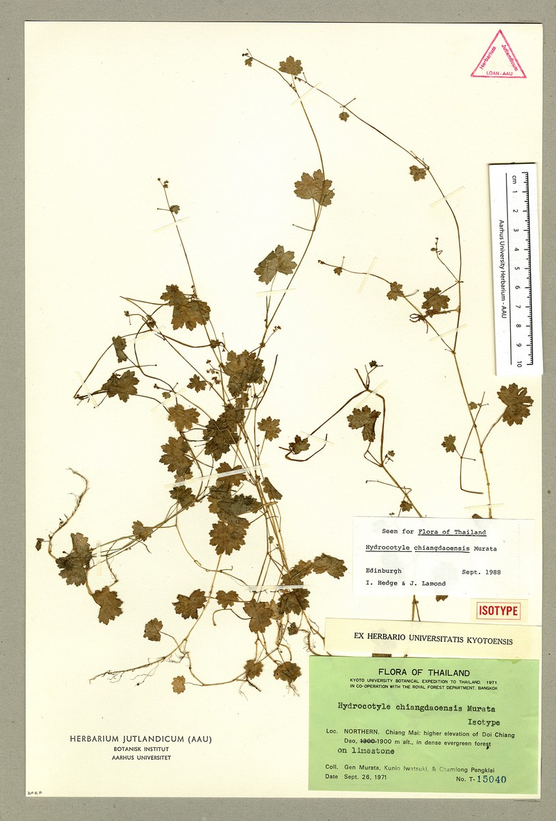 Hydrocotyle chiangdaoensis photo 2