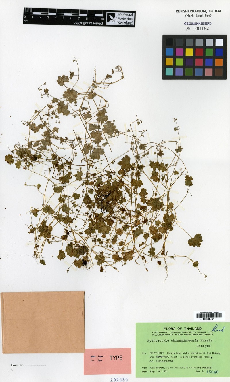 Hydrocotyle chiangdaoensis photo 3