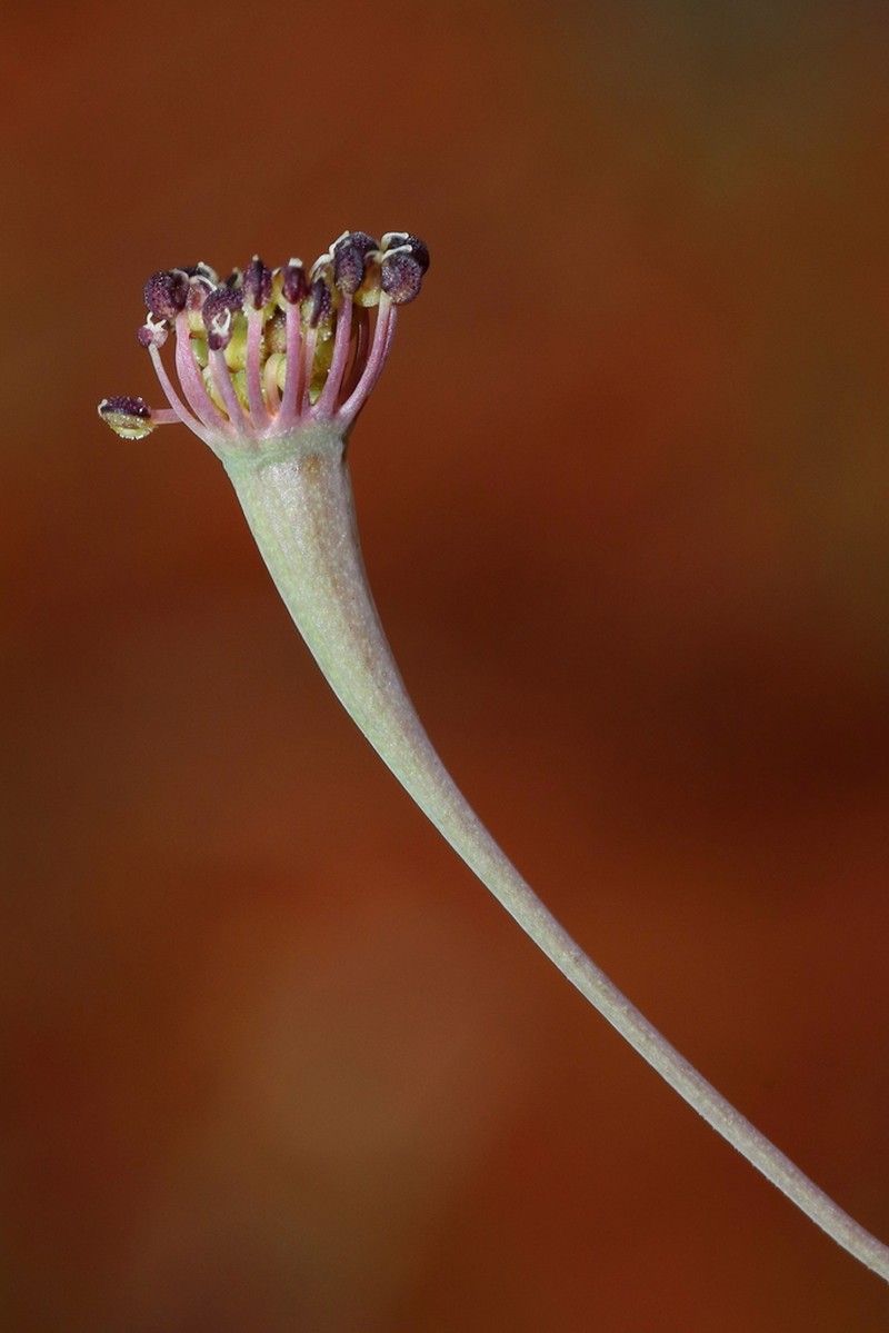 Hydrocotyle corynophora