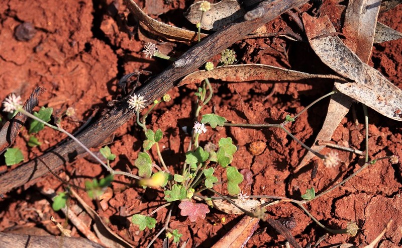Hydrocotyle corynophora photo 2