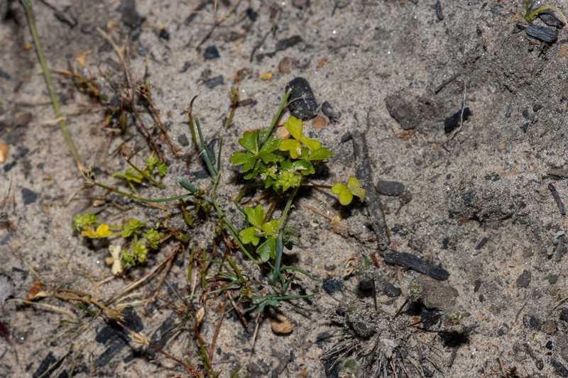 Hydrocotyle crassiuscula
