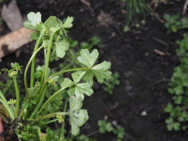 Hydrocotyle crassiuscula photo 3