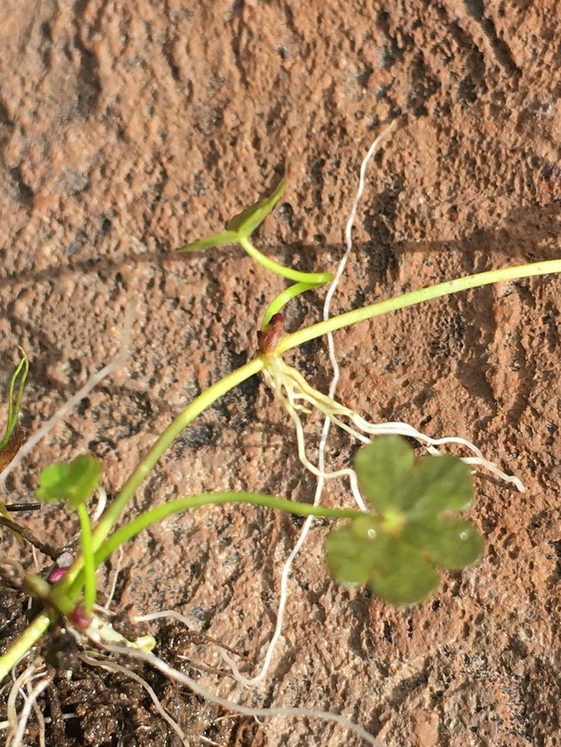 Hydrocotyle cryptocarpa