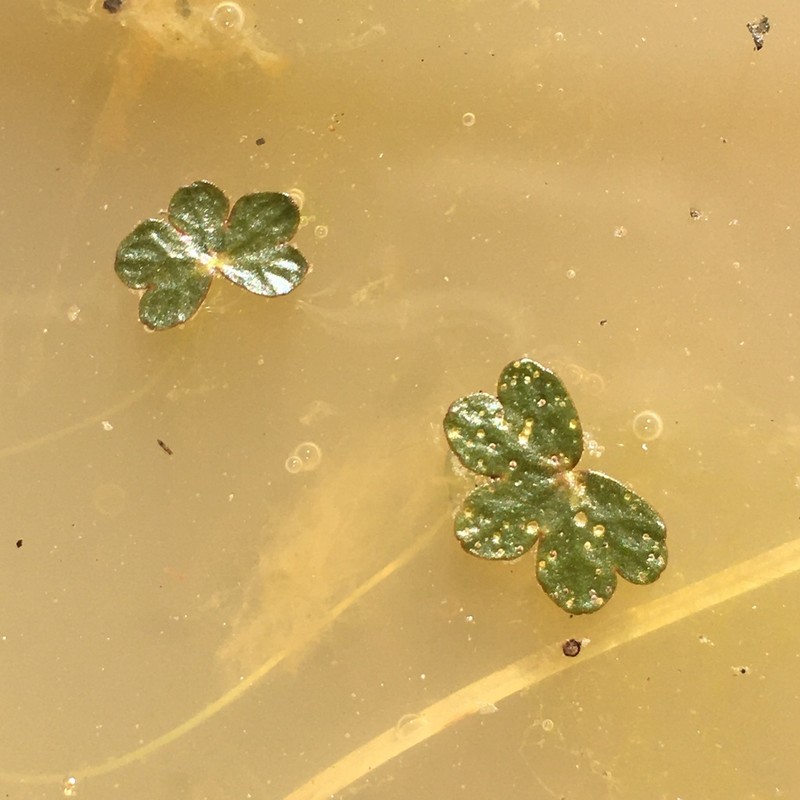 Hydrocotyle cryptocarpa photo 4