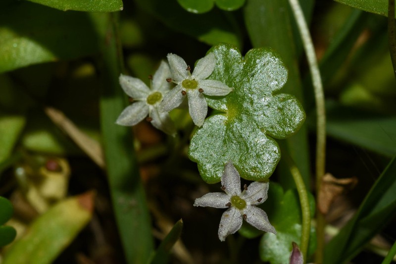 Hydrocotyle cryptocarpa photo 5
