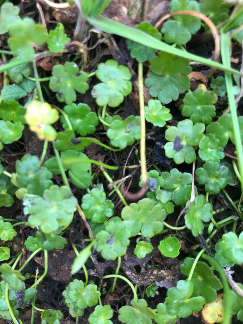 Hydrocotyle cryptocarpa photo 6