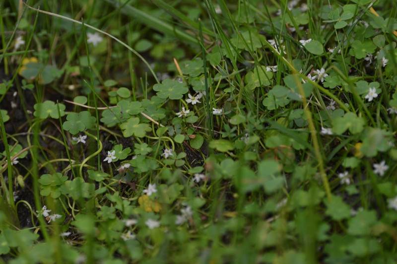 Hydrocotyle cryptocarpa photo 7