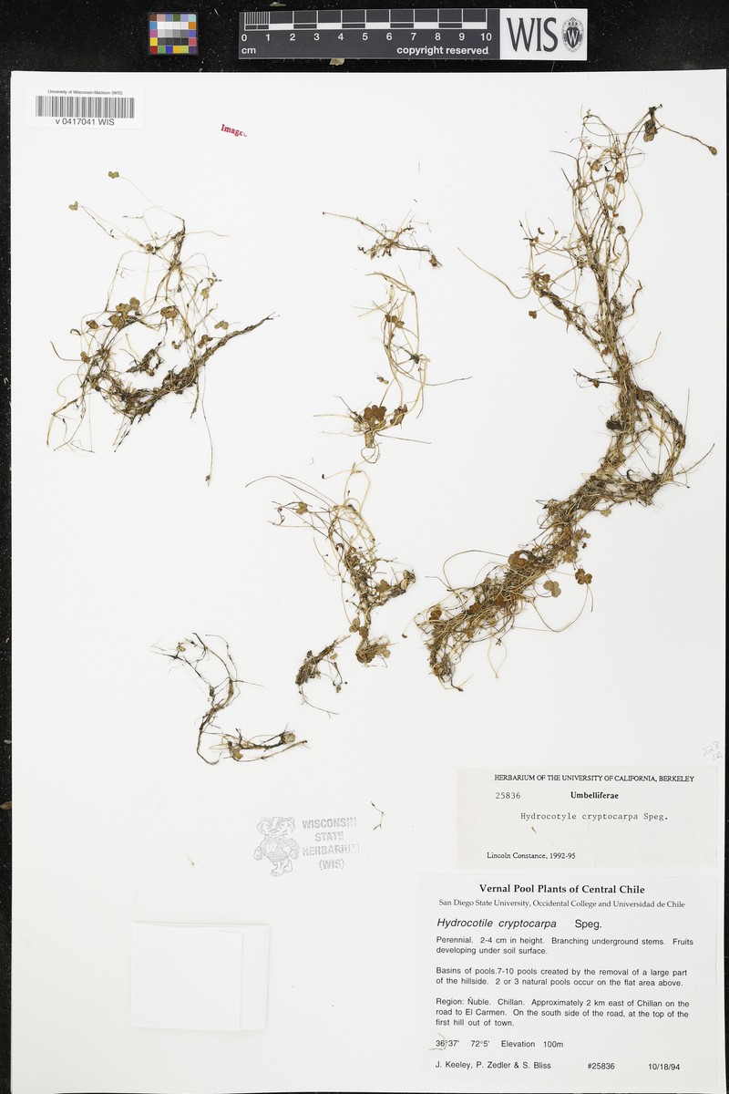 Hydrocotyle cryptocarpa photo 8