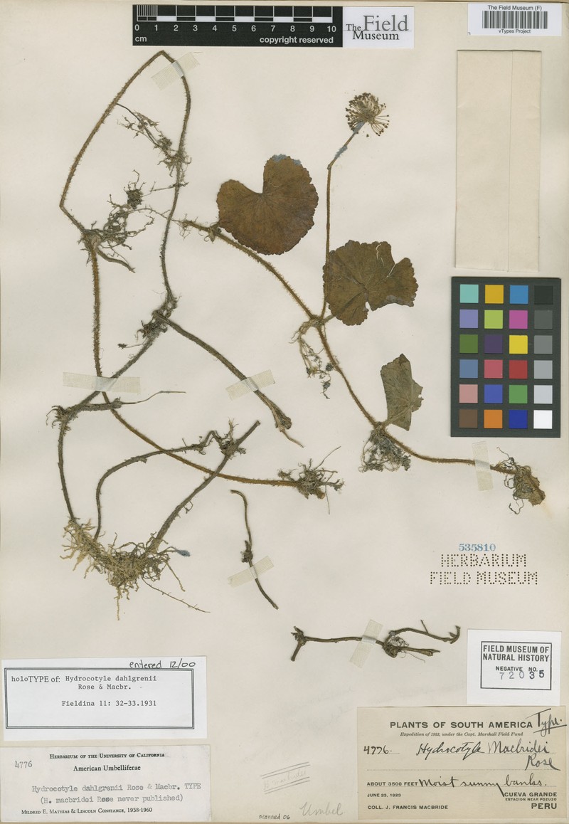 Hydrocotyle dahlgrenii