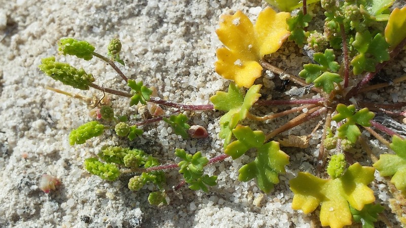 Hydrocotyle decorata