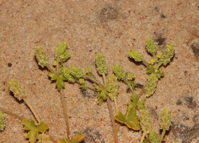 Hydrocotyle decorata photo 3