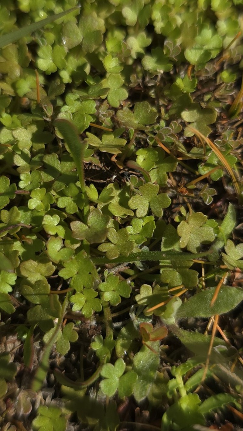 Hydrocotyle demissa