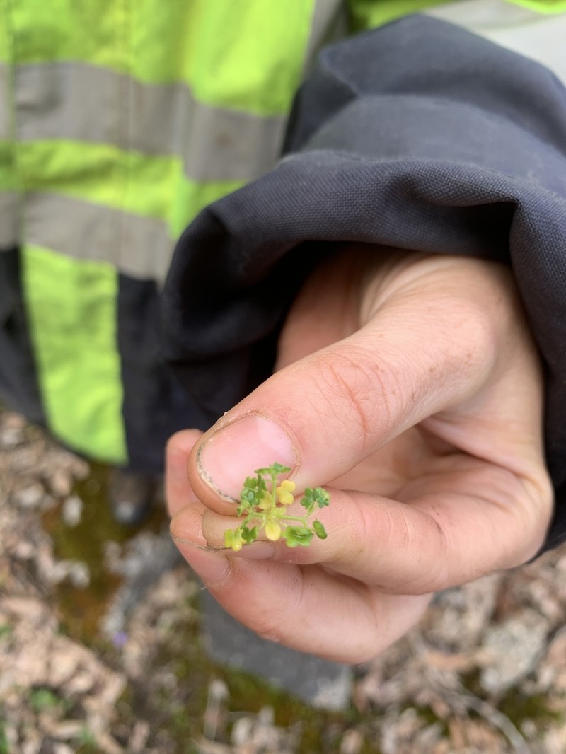 Hydrocotyle diantha