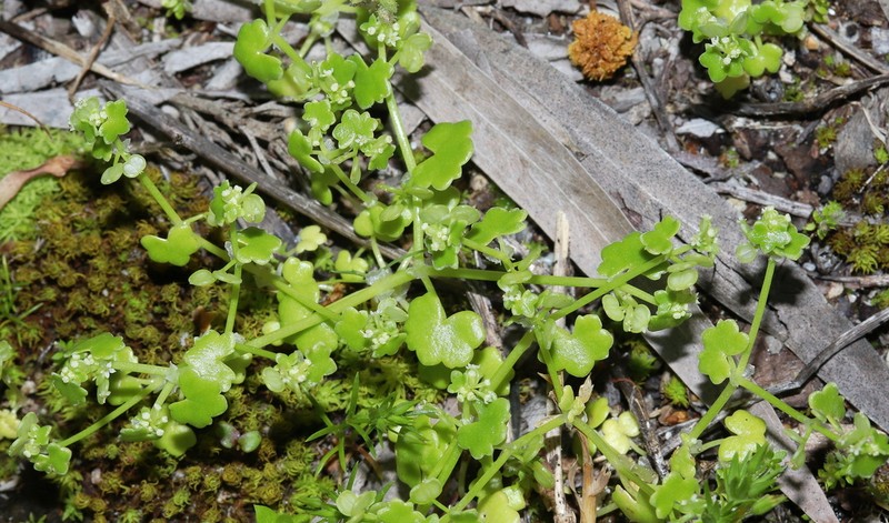 Hydrocotyle diantha photo 2