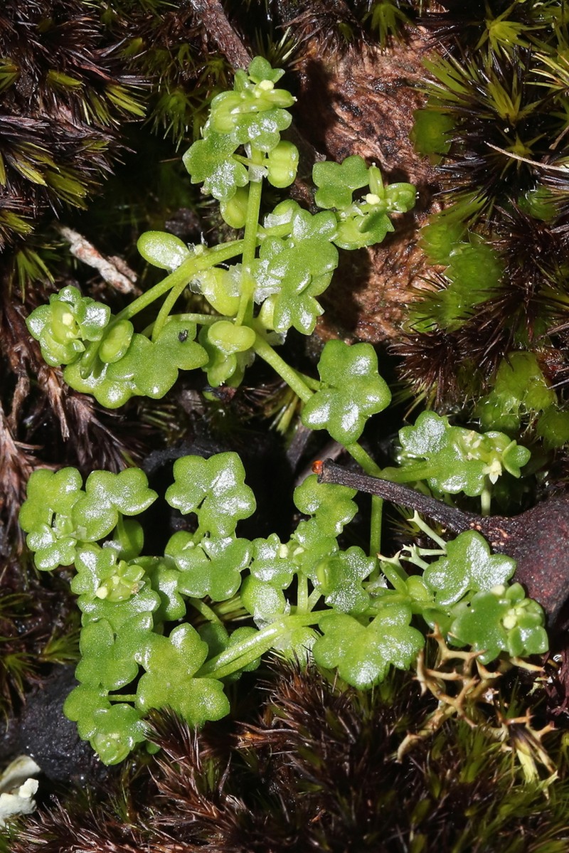 Hydrocotyle diantha photo 3