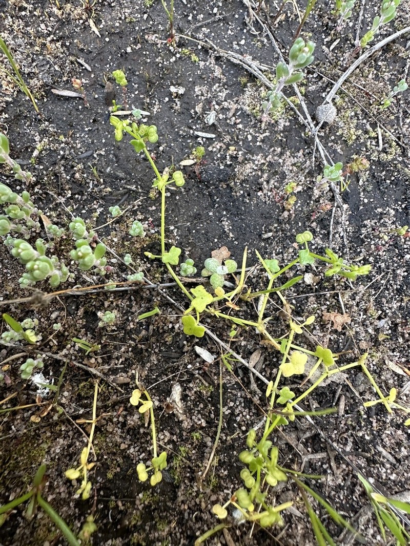 Hydrocotyle diantha photo 4