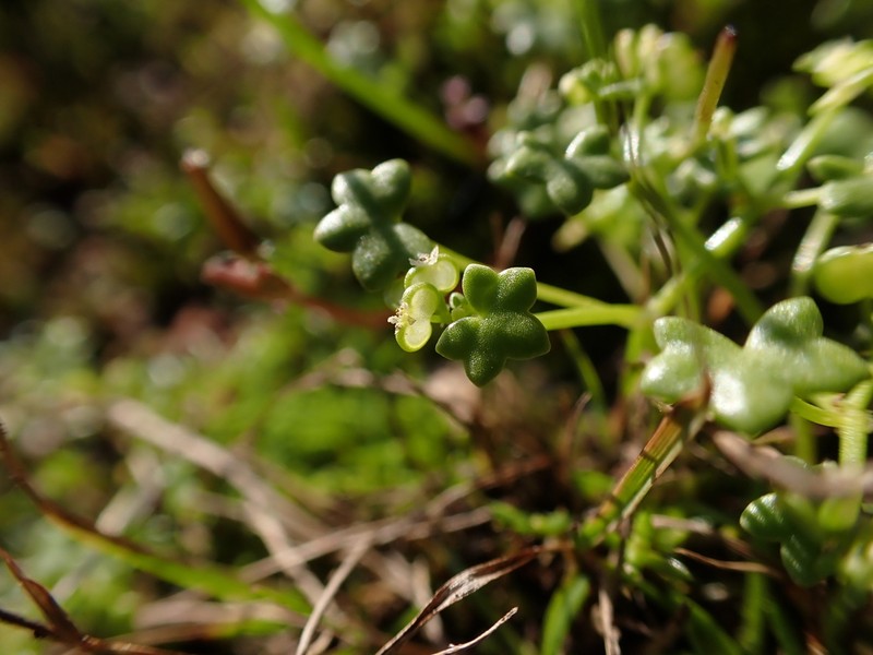 Hydrocotyle diantha photo 5