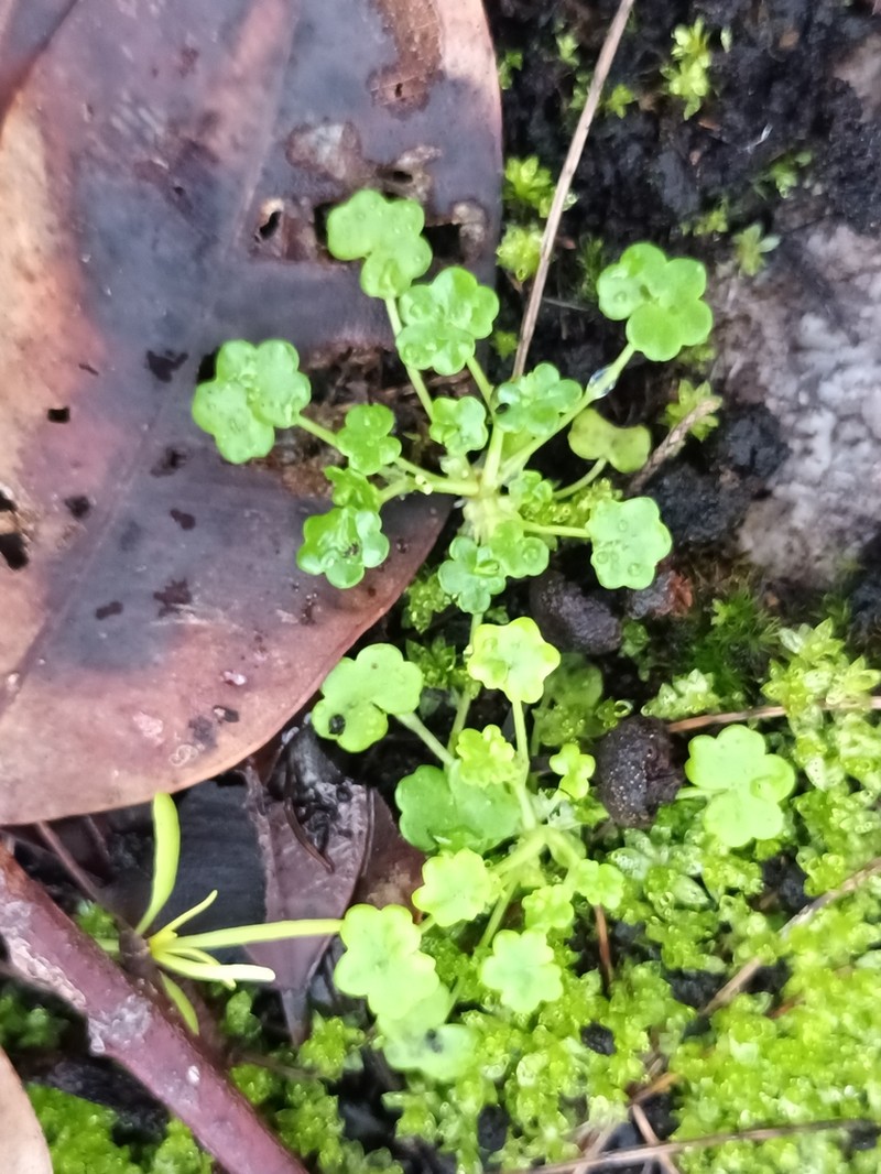 Hydrocotyle diantha photo 6