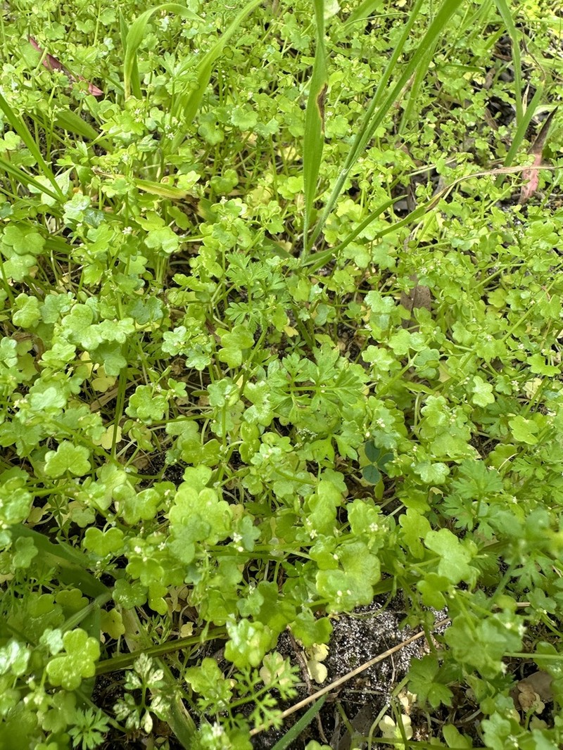Hydrocotyle diantha photo 7