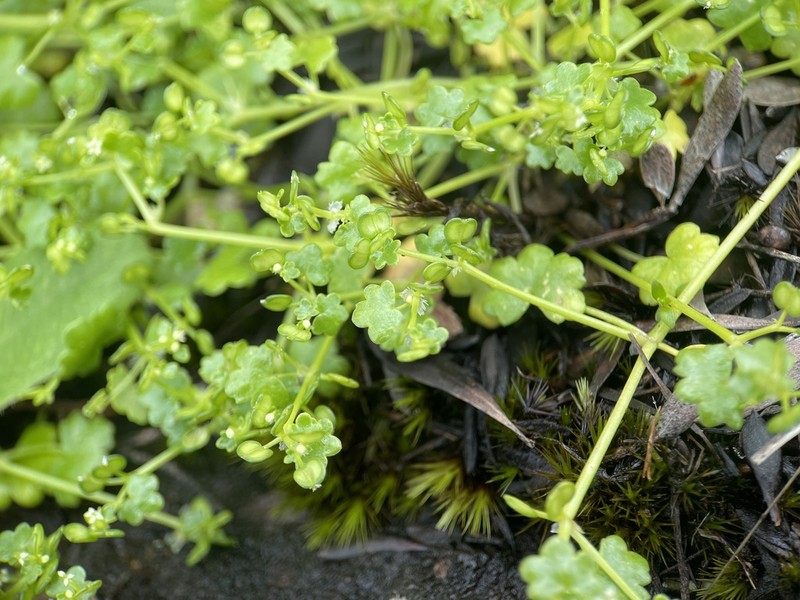 Hydrocotyle diantha photo 8