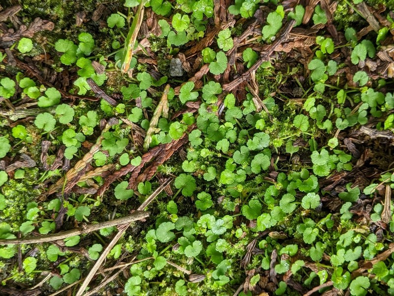 Hydrocotyle dichondroides