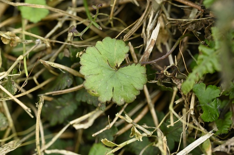 Hydrocotyle dichondroides photo 2