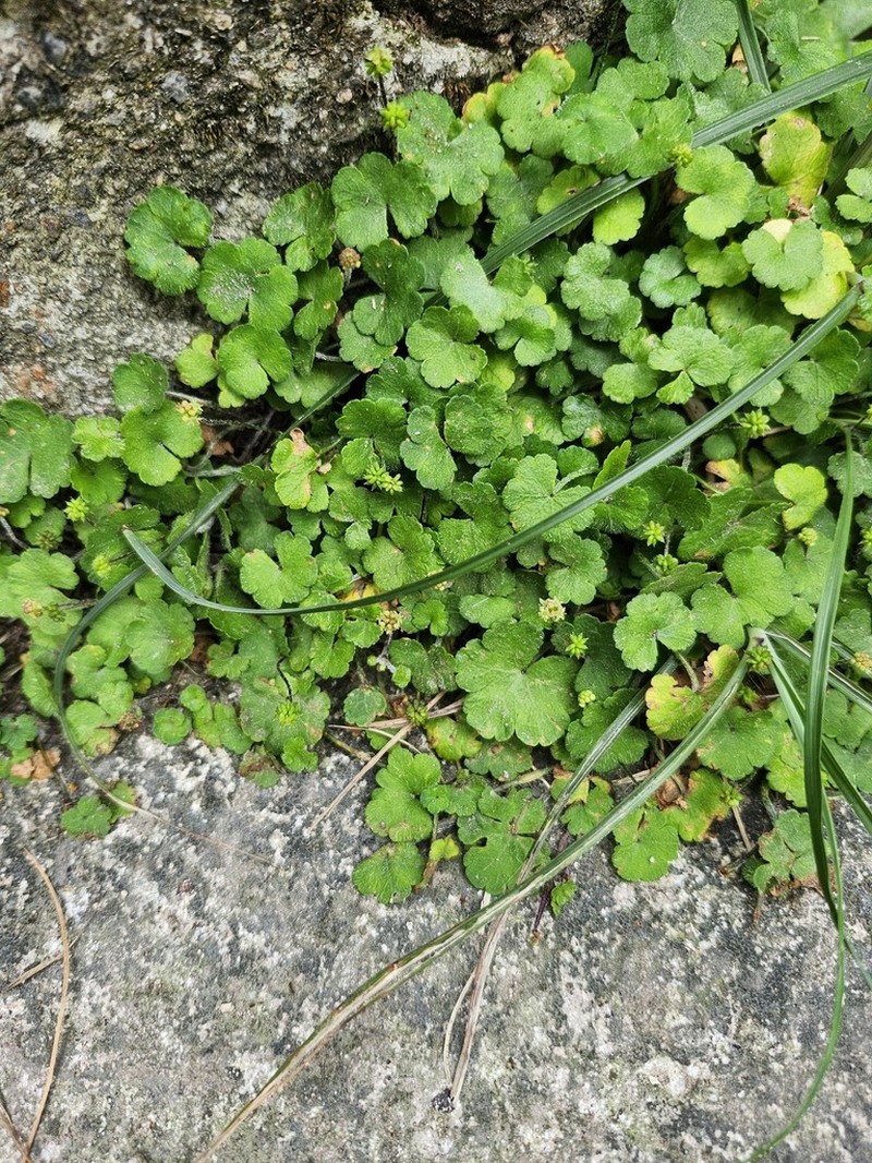 Hydrocotyle dichondroides photo 3