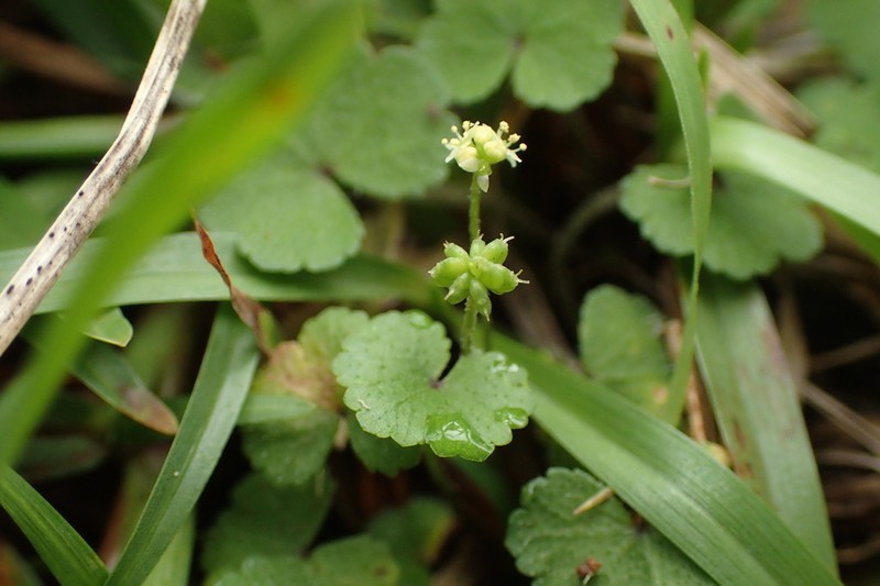Hydrocotyle dichondroides photo 4