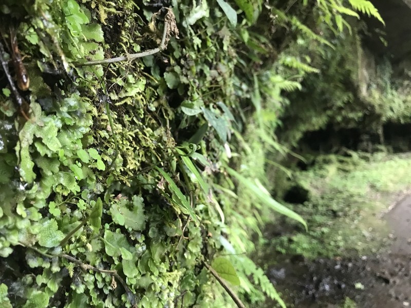 Hydrocotyle dichondroides photo 5