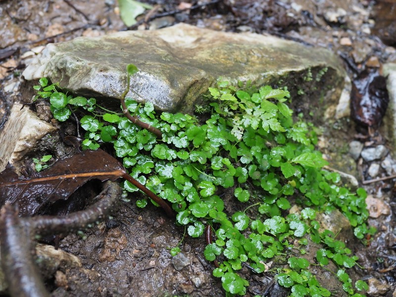 Hydrocotyle dichondroides photo 6