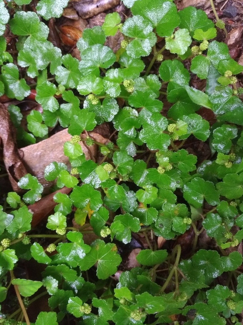 Hydrocotyle dichondroides photo 7