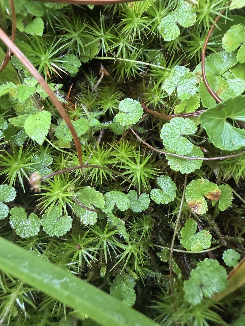 Hydrocotyle dichondroides photo 8