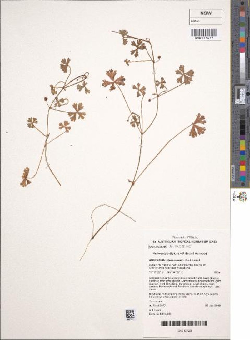 Hydrocotyle digitata photo 2